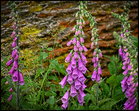 Digitalis-Pflanze vor einem Baumstamm