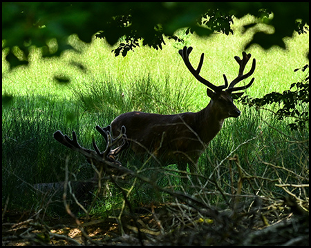 Ein Wildtier mit Geweih am Waldrand