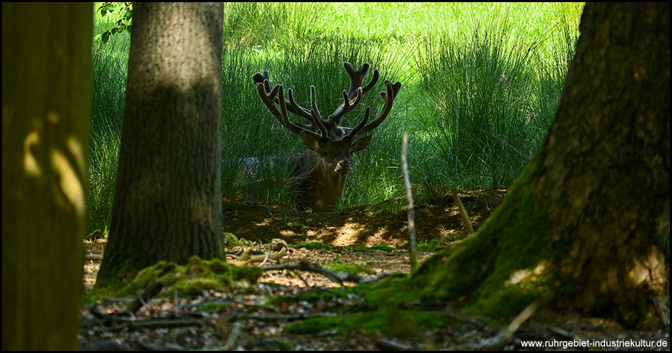 Zwei Wildtiere mit Geweih liegen am Waldrand auf dem Boden.