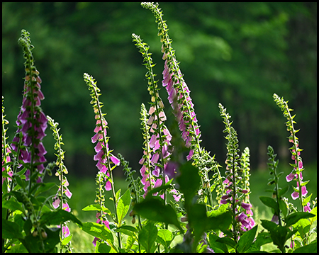 Digitalis-Pflanzen im leichten Gegenlicht