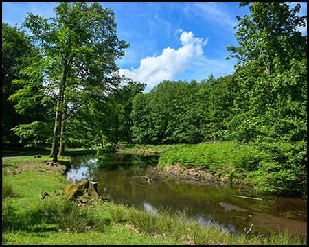 Ein Teich im Wildpark Dülmen